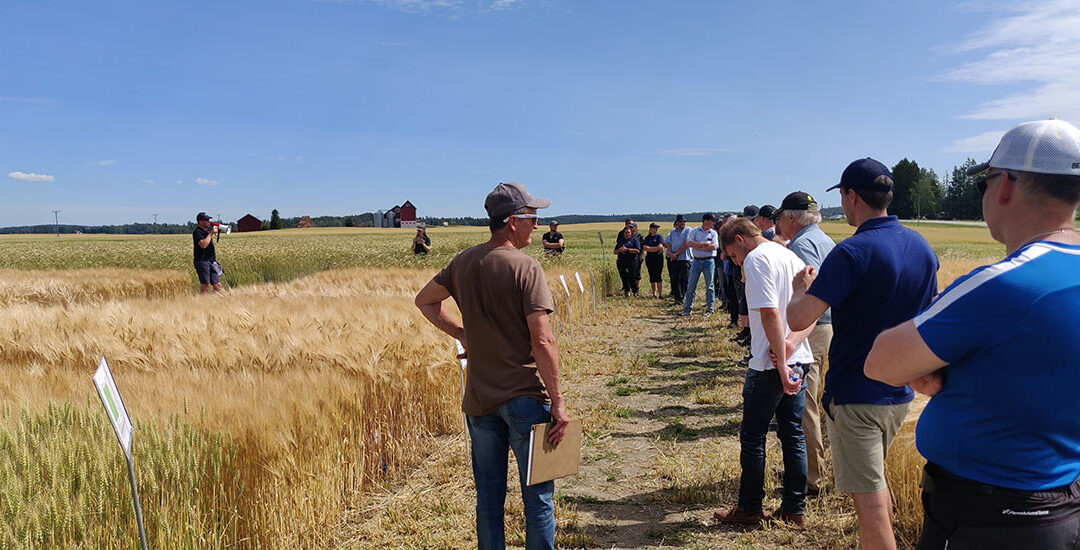 KWS EMERICK syysvehnä satoisin NSL:n neuvonnallisessa kokeessa Siuntiossa