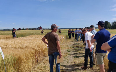 KWS EMERICK syysvehnä satoisin NSL:n neuvonnallisessa kokeessa Siuntiossa