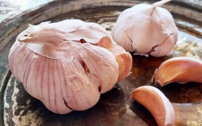 Talvivalkosipulin istukkaat 2025