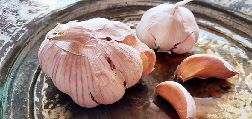 Talvivalkosipulin istukkaat 2025