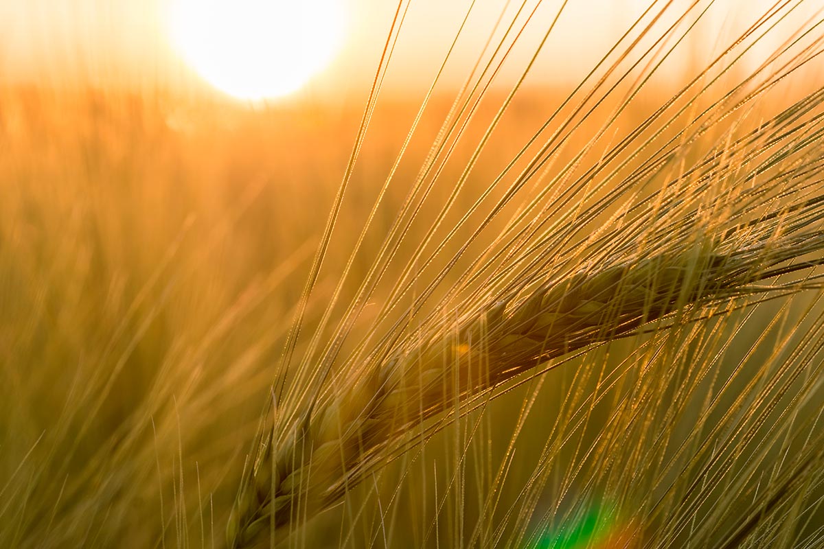 vanille-mallasohra-koff-jouluolut Vanille-ohralajike KOFF Jouluoluen raaka-aineena jouluna 2024